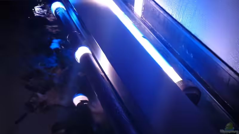 Meine beleuchtung (mit Alufolie und Farbfilterröhre aus dem Baumarkt modifiziert) von Mr. Malawi (7)