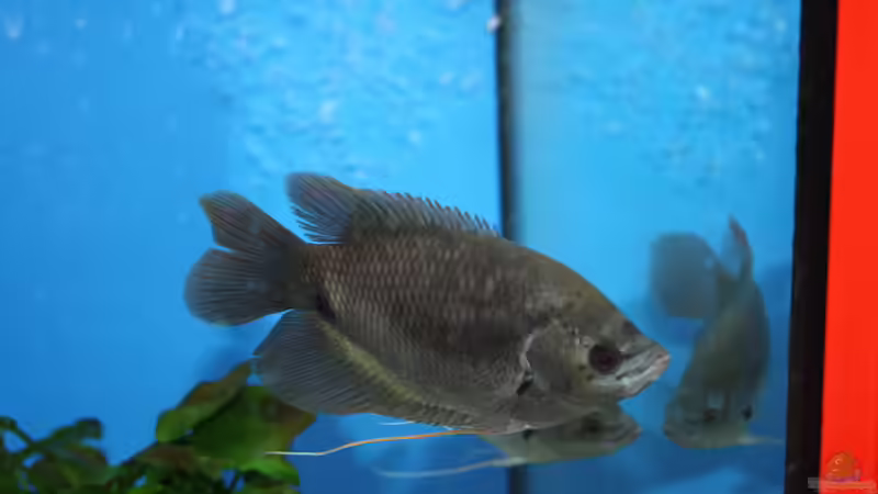 Meine bestellten Osphronemus im Laden von Fishers Friend (22)