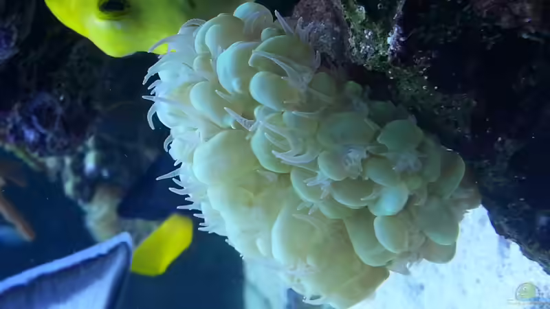 meine Blasenkoralle  von urbi (40)