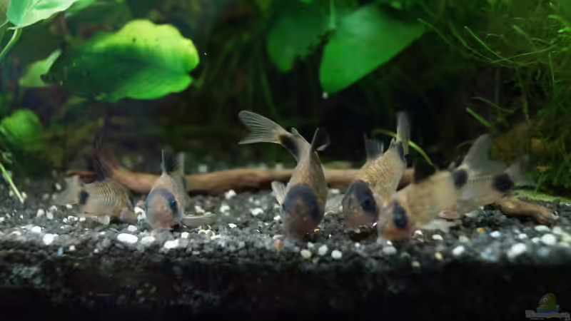 meine Bodentruppe von Guido Seifert (21)