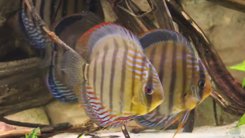 meine Braunen Diskus von Andy Weiss (36)