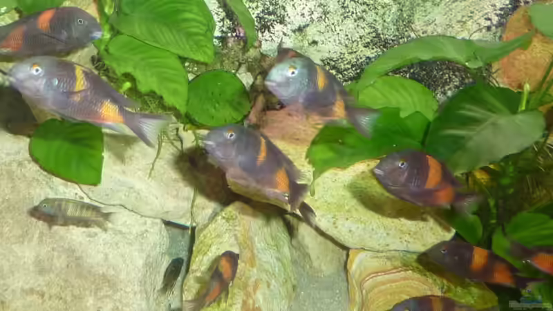 MEINE BULU POINT TRUPPE von Matthias Müllich (7)