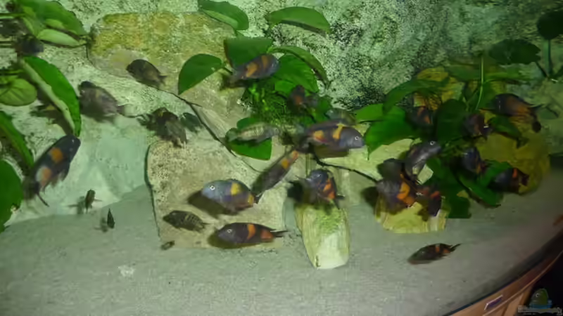 MEINE BULU POINT TRUPPE von Matthias Müllich (8)