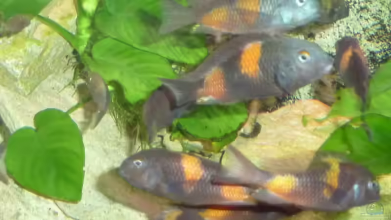 MEINE BULU POINT TRUPPE von Matthias Müllich (9)