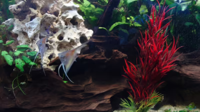 Meine ca 80cm Wurzel von Stefan Hülsmann (7)