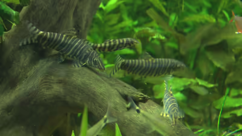 Meine ´Clowns´ von Stefan Stiehl (1)