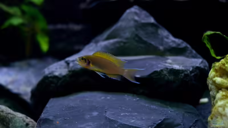 Meine (Cori)Feen Barsche von Jan Reiners (7)