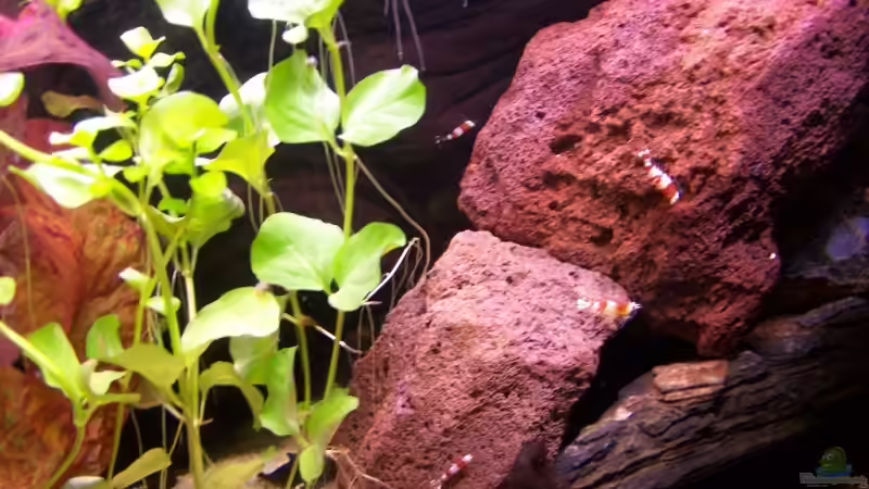 Meine Crystal Red :) von Dani B (9)