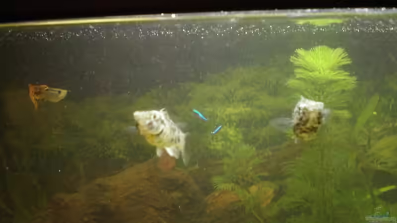 meine Dalmatinermolly Damen^^ von Fabbby (10)