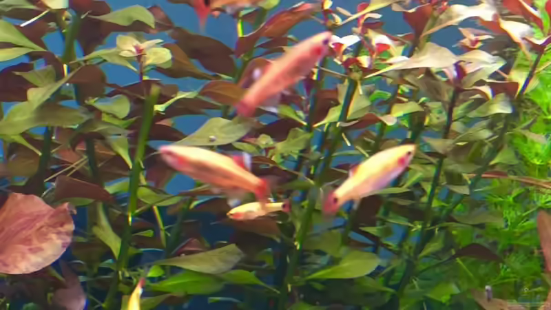 Meine Danios  von Cookiemonster (26)