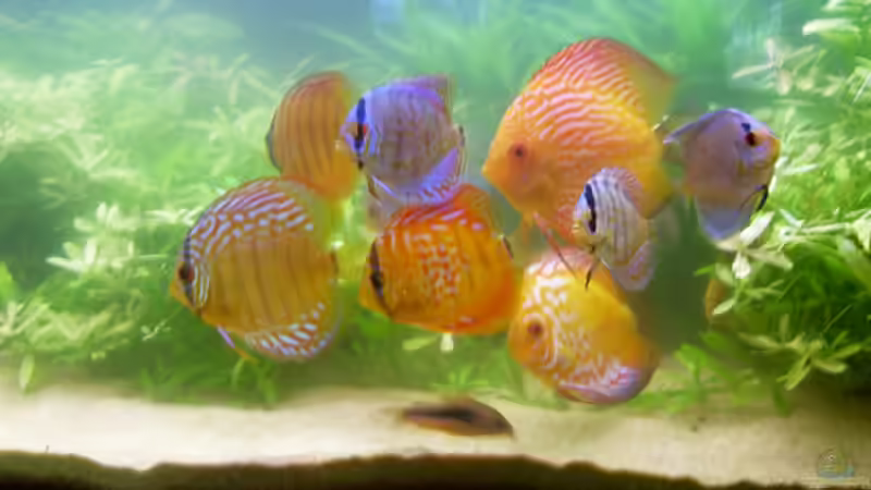 Meine Disken nach einem Wasserwechsel von Manfred Urlaß (5)