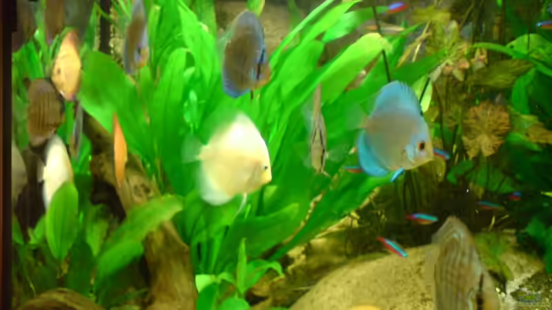 Meine Diskus-Gang von GGuardiaNN (21)