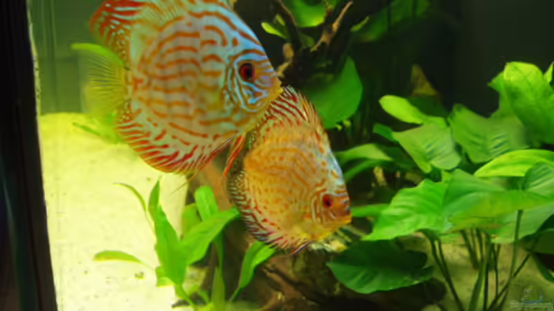 Meine Diskus Lucie und Tom von Ronny Derndorfer (36)