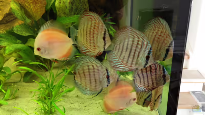 Meine Diskusgruppe von Tooooni (25)