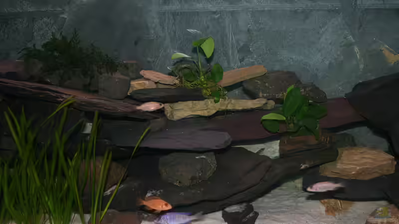 Meine drei Barsch- und Pflanzenarten auf einem Bild vereint von Phoenix_KM (5)