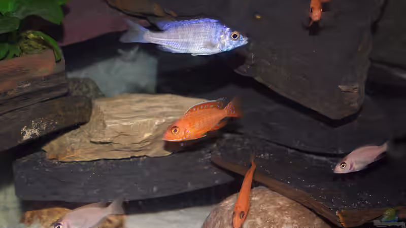 Meine drei Non Mbuna Arten