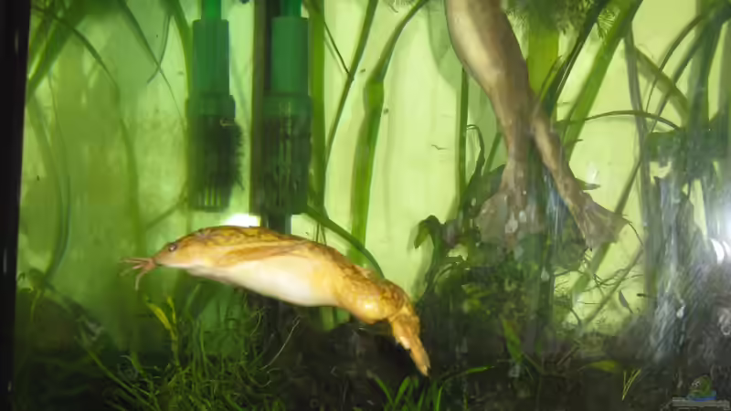 Meine drei Quaker :) von Jenny (15)