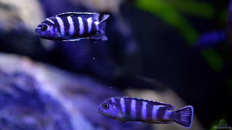 Meine D`s ;) von Erik H. (15)