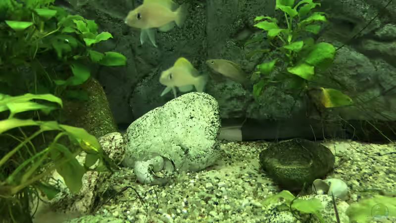 Meine Erlebnisse mit Neolamprologus caudopunctatus