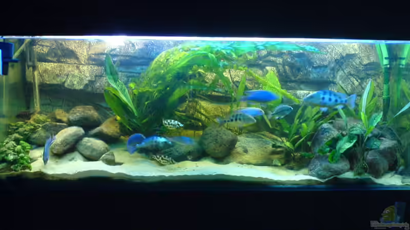 Meine erste foto! Ich mochte jetz updaten! von Quicky Wouter (1)