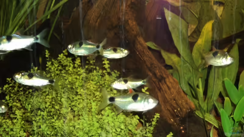 Meine Ex.P. als halbstarke etwa Januar 2011 von FrankenTho (15)