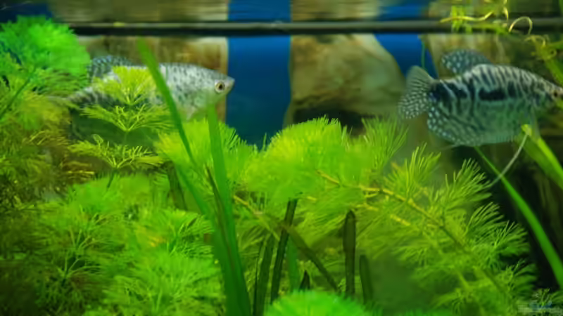 meine Fadis von Jannn (10)