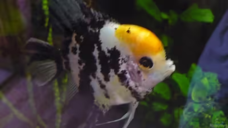 Meine Fische im AQ. Skalare von Werner Lehmann (30)