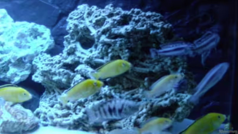 Meine Fische von O.K. (5)