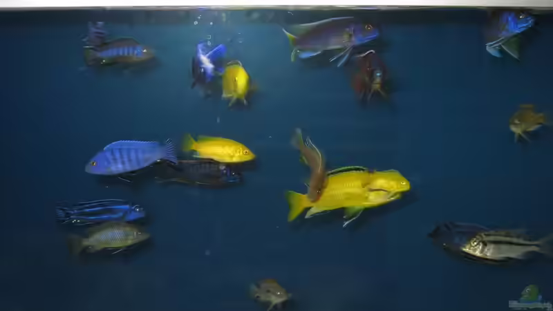 Meine Fische vor der alten Rückwand ... von Andre Herzog (10)