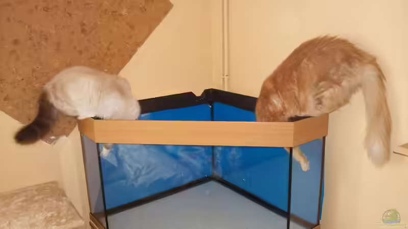 meine fleißigen helfer von Andy_daHousecat (24)