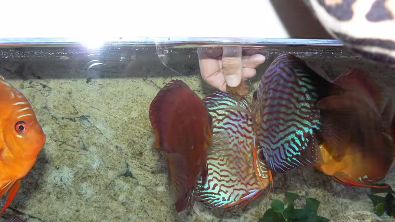 Meine Frau bei der Raubtierfütterung von Uwe W (35)