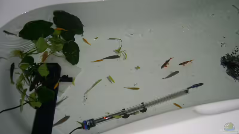 Meine Freunde im Hotel Badewanne, nur für eine Nacht. von Frank Hopp (59)