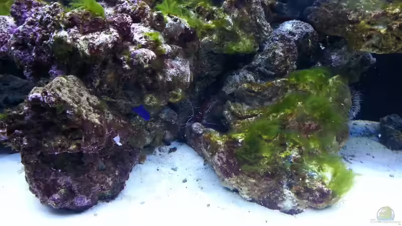 meine Garnele ! von urbi (78)