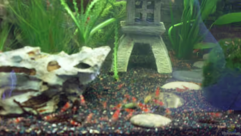 Meine Garnelen sind eingezogen von Brausefisch (2)