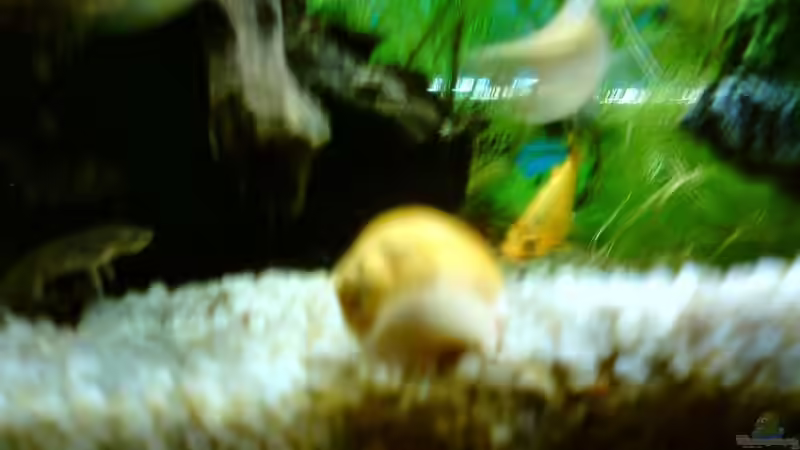 meine GARY (leider unscharf) von DaVeyD (21)