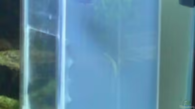 meine geniale fischfalle von Hedylein (7)