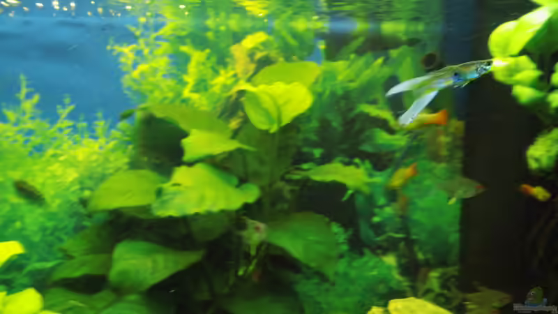 Meine größte Pflanze ( Name: leider unbekannt) von aqua david (11)