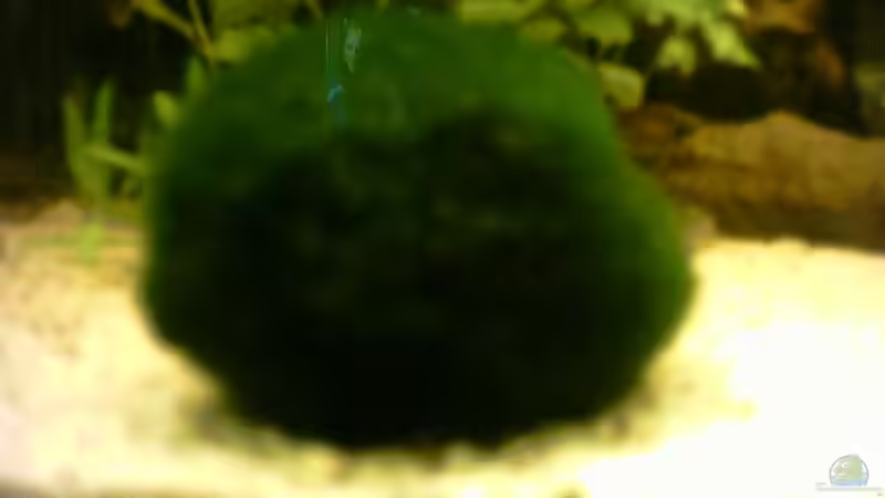 Meine grö??te Mooskugel Meine grö??te Mooskugel