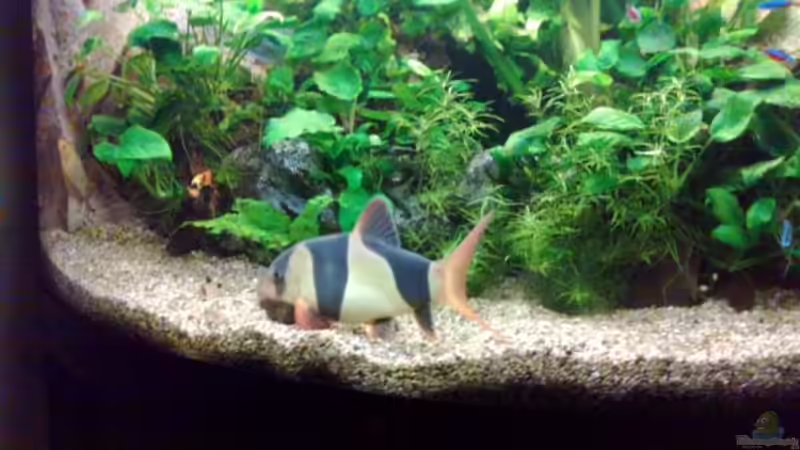 meine große schmerle von ecki (7)