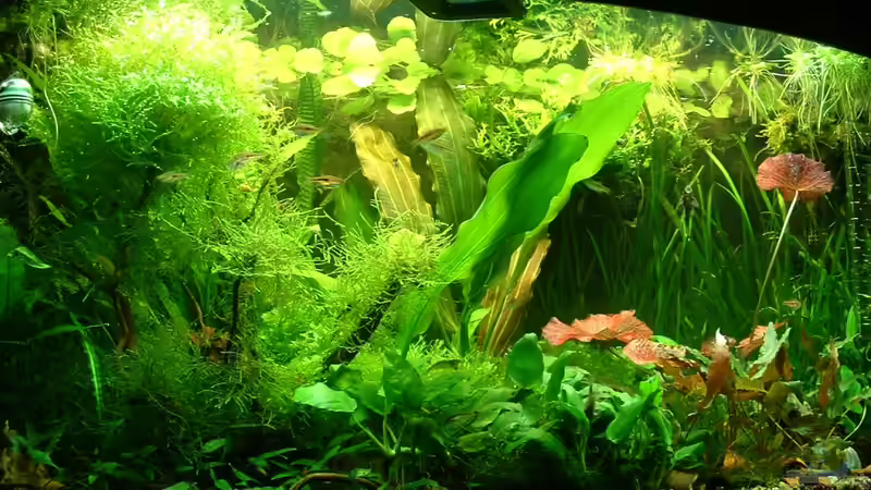 meine grüne Oase von Herzilein (1)