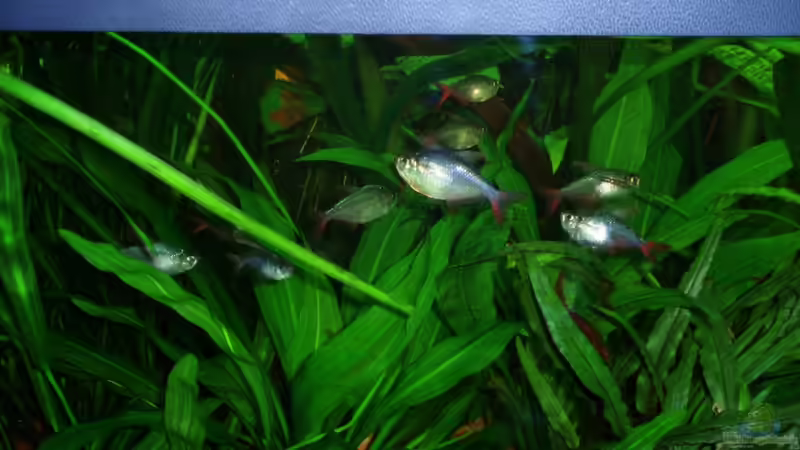 meine Gruppe Kolumbianer 13.04.10 von ~Marco~ (53)