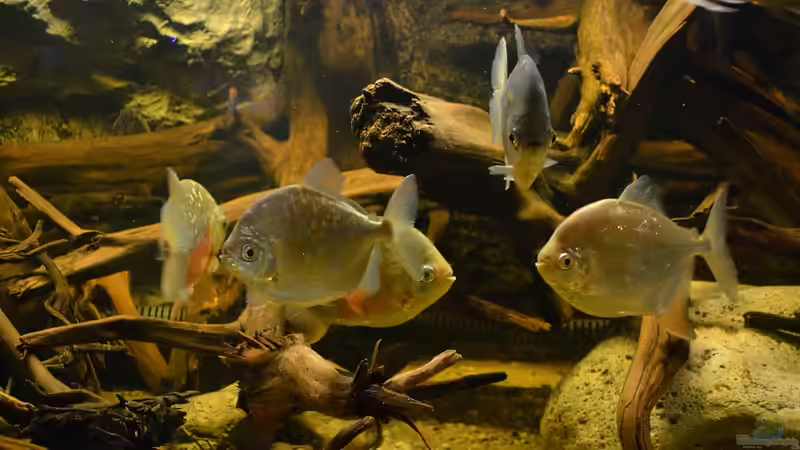 Metynnis-Arten im Aquarium halten (Einrichtungsbeispiele mit Scheibensalmlern der Gattung Metynnis)