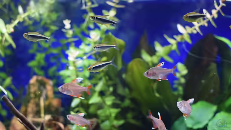 Meine Gruppe Schwarzer Neons (Hyphessobrycon herbertaxelrodi) Weißflossen-Schmucksalmler (Hyphessobrycon rosaceus White fin) und  von Acki50 (77)