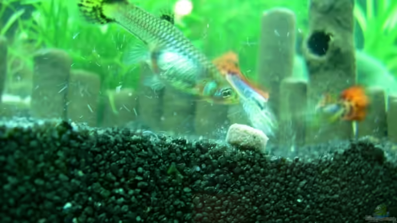 meine Guppys aus dem ersten Wurf(sind jetzt schon groß9 von Belvina (23)