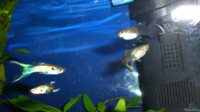 meine guppys von Stefan Georgi (6)