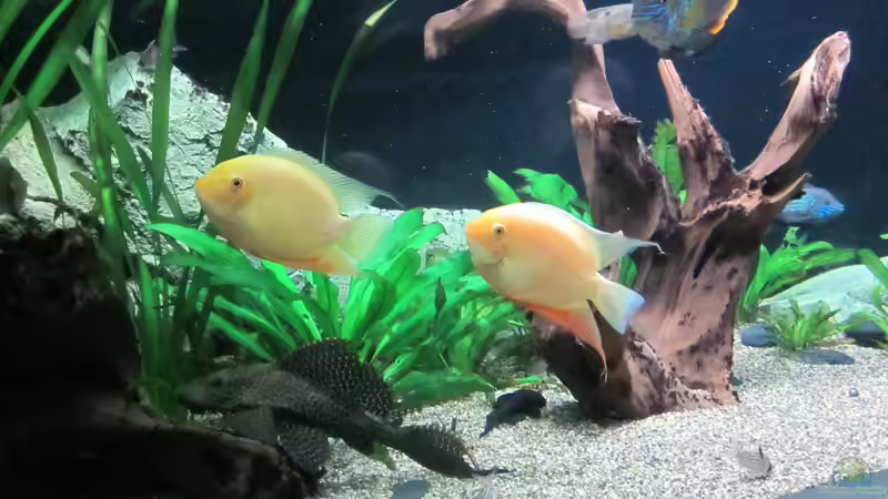 Einrichtungsbeispiele für Heros (Augenfleckbuntbarsche)