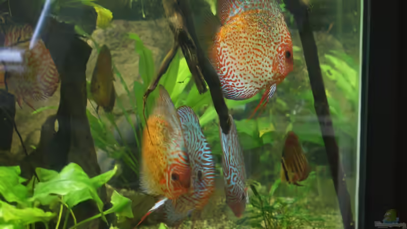 meine Horde von Oliver Boden (82)