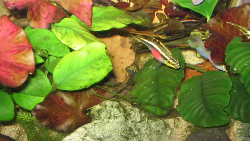 Meine hübsche Pulcher Dame =) von John Edgely (3)