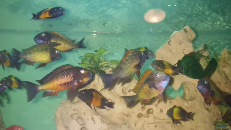 Meine hübschen von Manuel Kellauer (8)