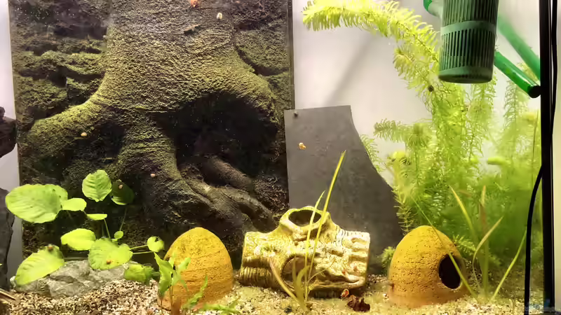 Meine jungen Pelvicachromis sacrimontis RED tummeln sich im Becken... Morgens um 8h ist das Licht noch nicht auf 100%... Der Sonnen-Aufgang beginnt schon zwischen 5-6h am Morgen, ganz langsam... von Helga Kury (4)